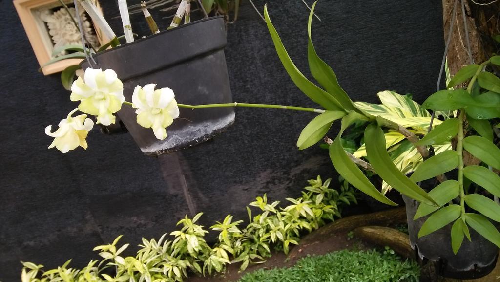 Roemah Canting Homestay Yogyakarta Eksteriør bilde